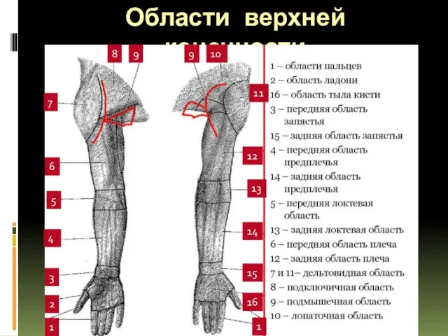 Области верхней конечности 1 1 2 16 3 15 6 5 7