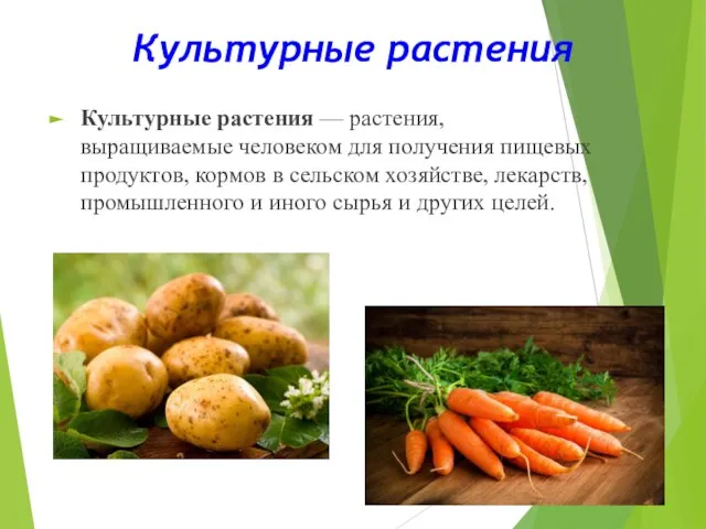 Культурные растения Культурные растения — растения, выращиваемые человеком для получения пищевых продуктов,