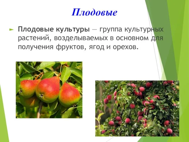 Плодовые Плодовые культуры — группа культурных растений, возделываемых в основном для получения фруктов, ягод и орехов.