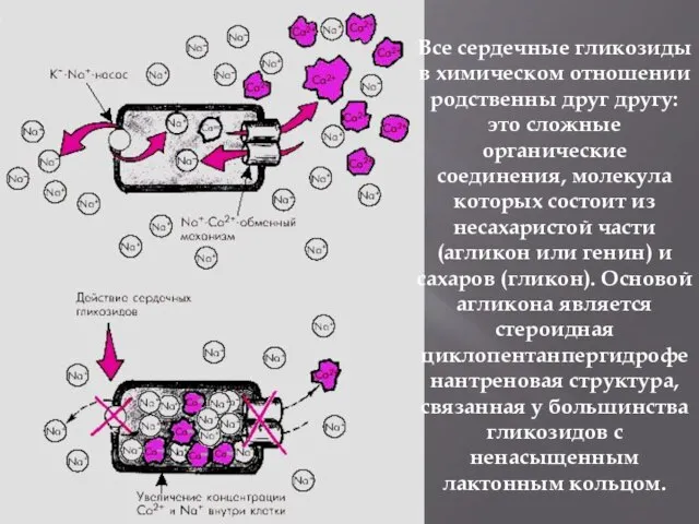 Все сердечные гликозиды в химическом отношении родственны друг другу: это сложные органические