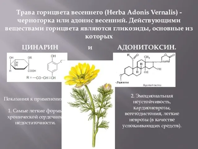 Трава горицвета весеннего (Herba Adonis Vernalis) - черногорка или адонис весенний. Действующими