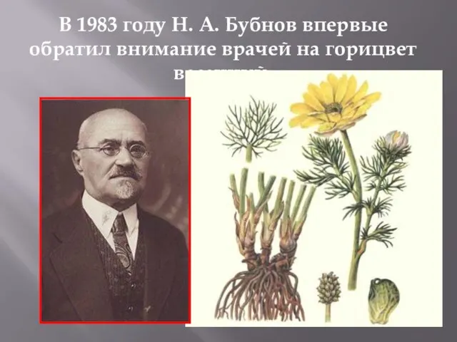 В 1983 году Н. А. Бубнов впервые обратил внимание врачей на горицвет весенний.