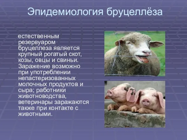 Эпидемиология бруцеллёза естественным резервуаром бруцеллеза является крупный рогатый скот, козы, овцы и