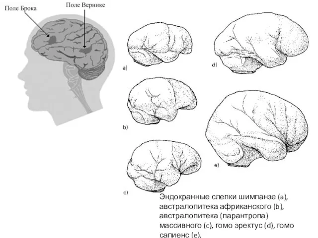 Эндокранные слепки шимпанзе (a), австралопитека африканского (b), австралопитека (парантропа) массивного (c), гомо