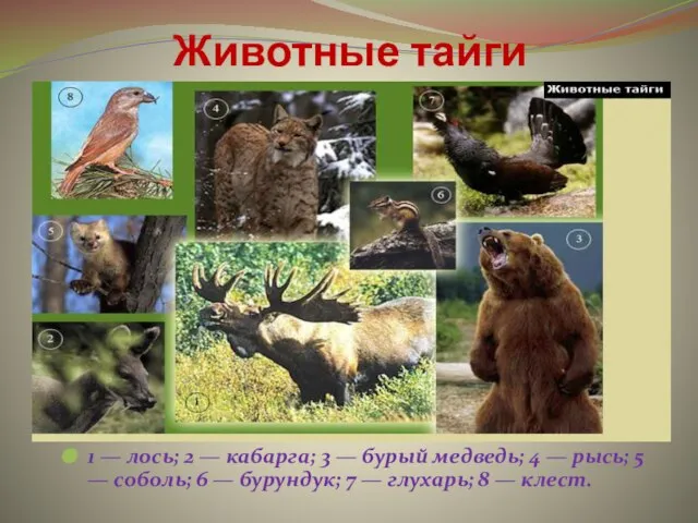 Животные тайги 1 — лось; 2 — кабарга; 3 — бурый медведь;