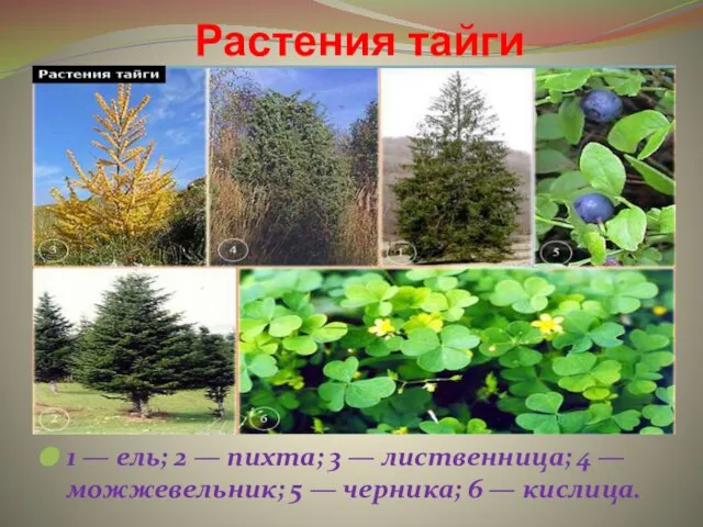 Растения тайги 1 — ель; 2 — пихта; 3 — лиственница; 4