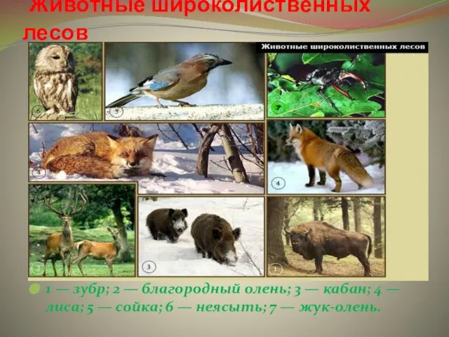 Животные широколиственных лесов 1 — зубр; 2 — благородный олень; 3 —