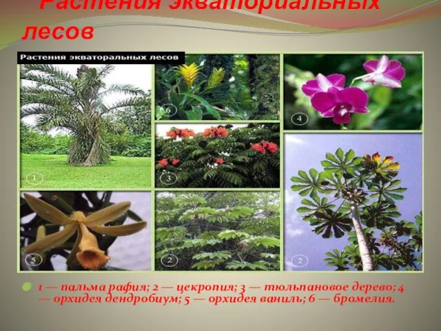 Растения экваториальных лесов 1 — пальма рафия; 2 — цекропия; 3 —