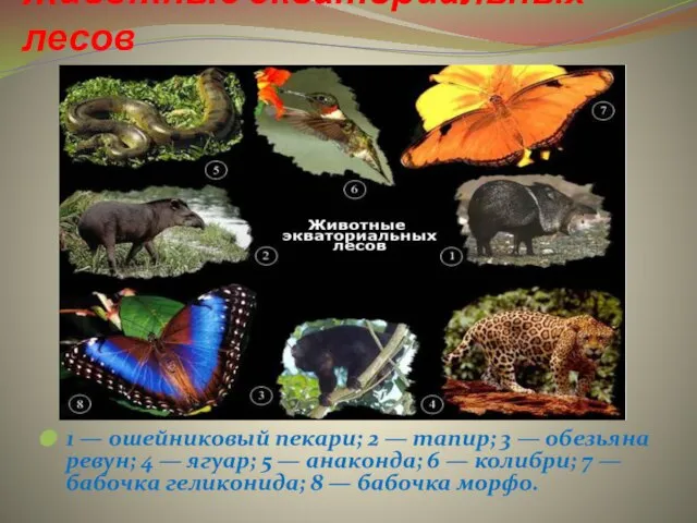 Животные экваториальных лесов 1 — ошейниковый пекари; 2 — тапир; 3 —