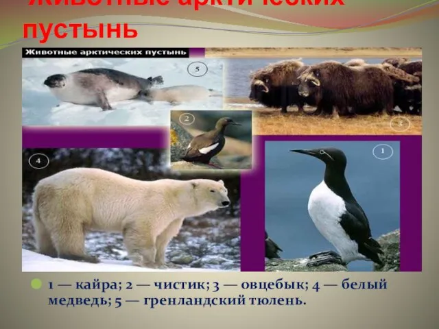 Животные арктических пустынь 1 — кайра; 2 — чистик; 3 — овцебык;