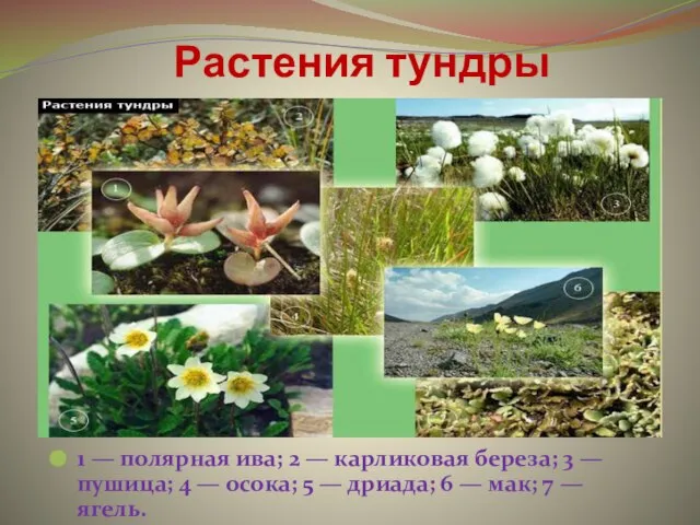 Растения тундры 1 — полярная ива; 2 — карликовая береза; 3 —