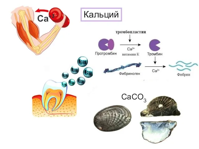 Са+2 CaCO3 Кальций