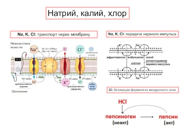 Натрий, калий, хлор Na, K, Cl: транспорт через мембрану Na, K, Cl: