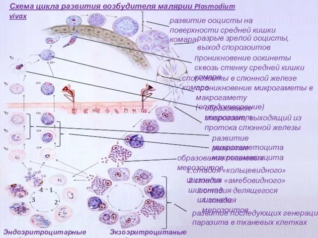 развитие макрогаметоцита Схема цикла развития возбудителя малярии PIasmodium vivax разрыв зрелой ооцисты,