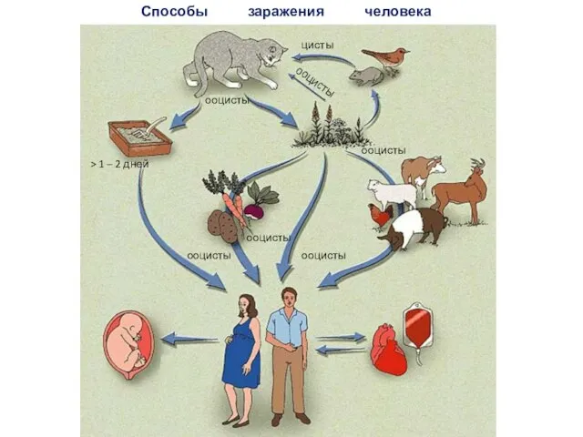 Способы заражения человека токсоплазмозом ооцисты ооцисты ооцисты ооцисты ооцисты цисты ооцисты > 1 – 2 дней