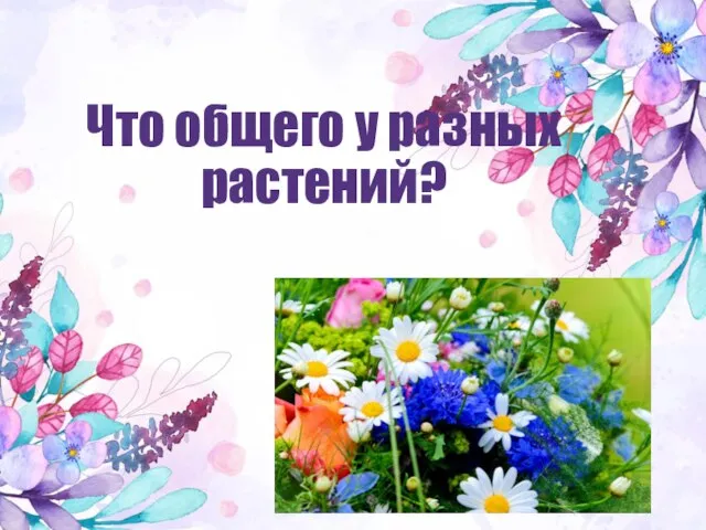 Что общего у разных растений?