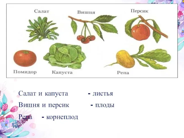 Салат и капуста - листья Вишня и персик - плоды Репа - корнеплод