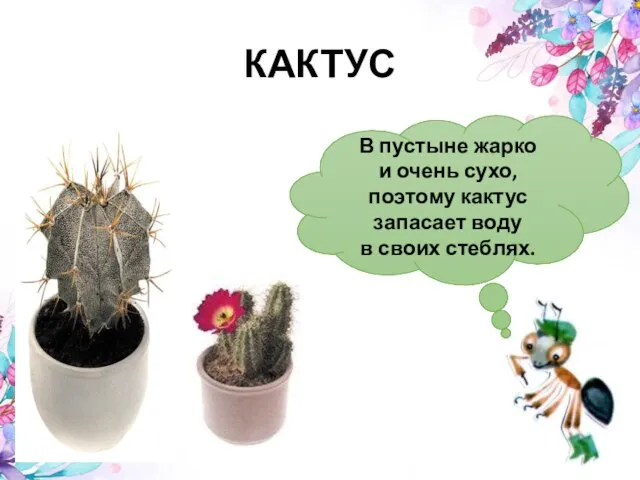 В пустыне жарко и очень сухо, поэтому кактус запасает воду в своих стеблях. КАКТУС