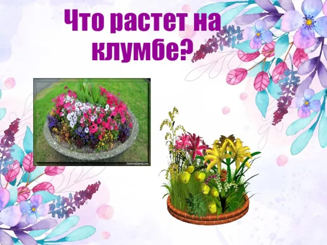 Что растет на клумбе?