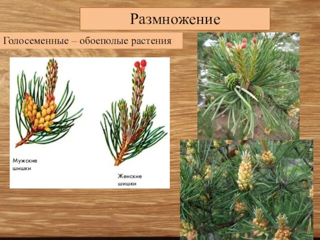 Размножение Голосеменные – обоеполые растения