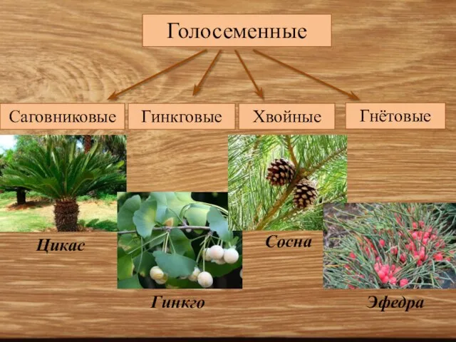 Голосеменные Саговниковые Гинкговые Хвойные Гнётовые Цикас Гинкго Сосна Эфедра