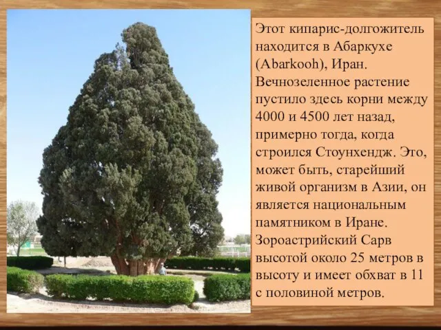 Этот кипарис-долгожитель находится в Абаркухе (Abarkooh), Иран. Вечнозеленное растение пустило здесь корни