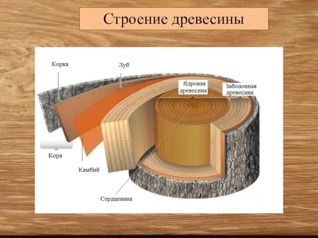 Строение древесины