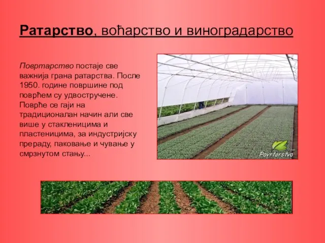 Ратарство, воћарство и виноградарство Повртарство постаје све важнија грана ратарства. После 1950.