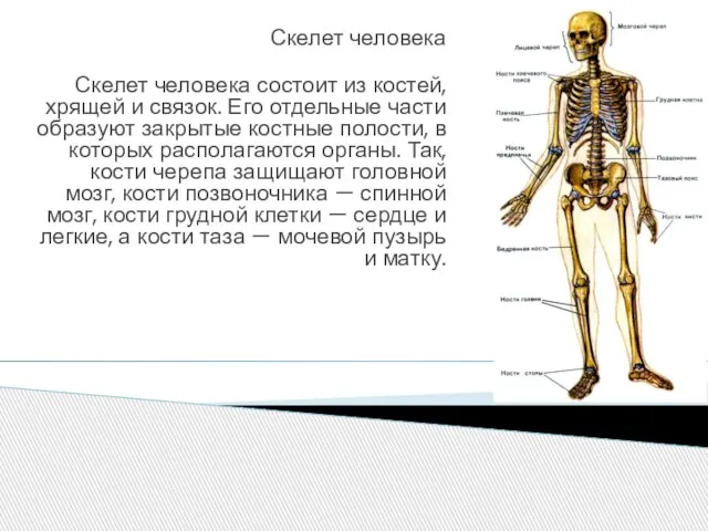 Скелет человека Скелет человека состоит из костей, хрящей и связок. Его отдельные