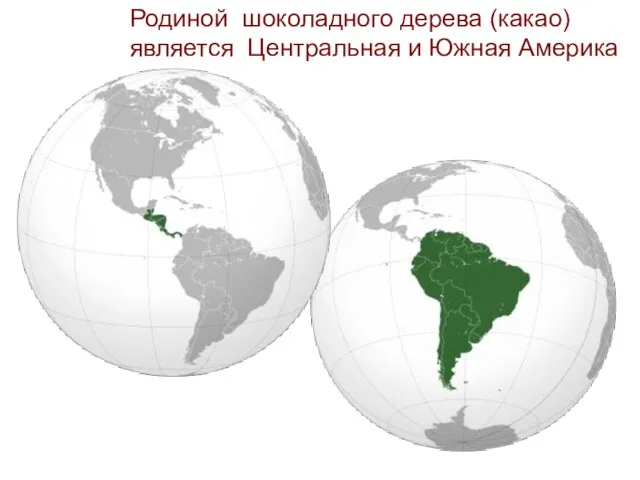 Родиной шоколадного дерева (какао) является Центральная и Южная Америка