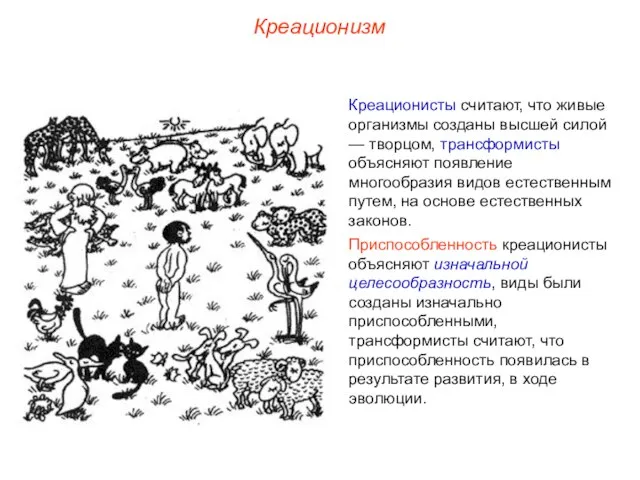 Креационизм Креационисты считают, что живые организмы созданы высшей силой — творцом, трансформисты