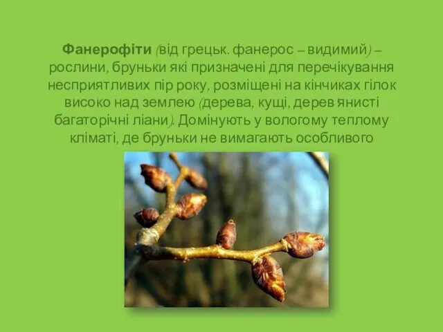 Фанерофіти (від грецьк. фанерос – видимий) – рослини, бруньки які призначені для