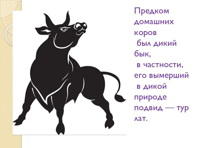 Предком домашних коров был дикий бык, в частности, его вымерший в дикой