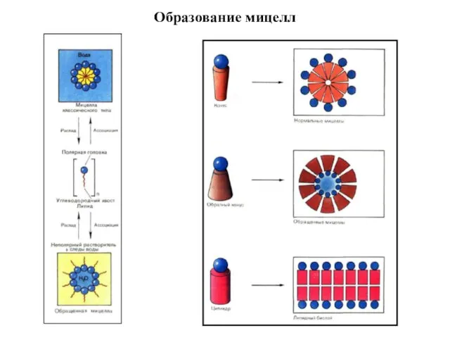 Образование мицелл