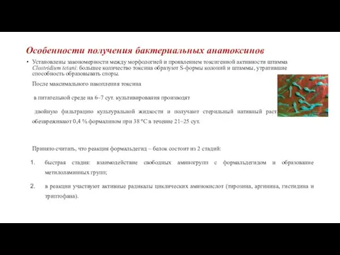 Особенности получения бактериальных анатоксинов Установлены закономерности между морфологией и проявлением токсигенной активности