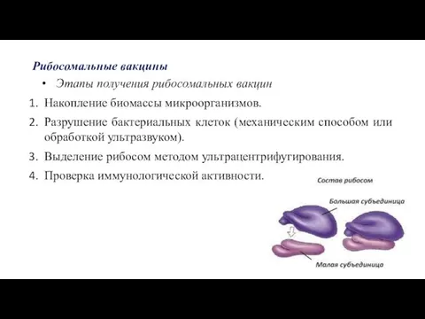 Рибосомальные вакцины Этапы получения рибосомальных вакцин Накопление биомассы микроорганизмов. Разрушение бактериальных клеток