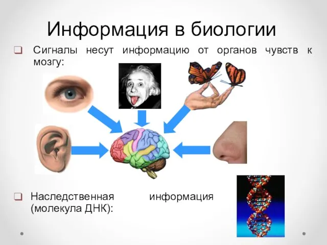 Информация в биологии Сигналы несут информацию от органов чувств к мозгу: Наследственная информация (молекула ДНК):
