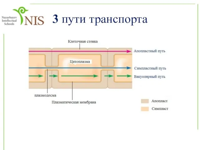 3 пути транспорта