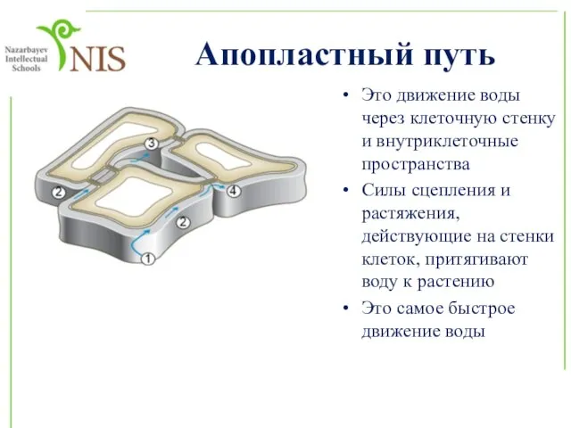 Апопластный путь Это движение воды через клеточную стенку и внутриклеточные пространства Силы