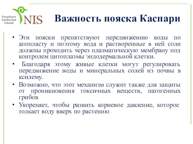 Важность пояска Каспари Эти пояски препятствуют передвижению воды по апопласту и поэтому