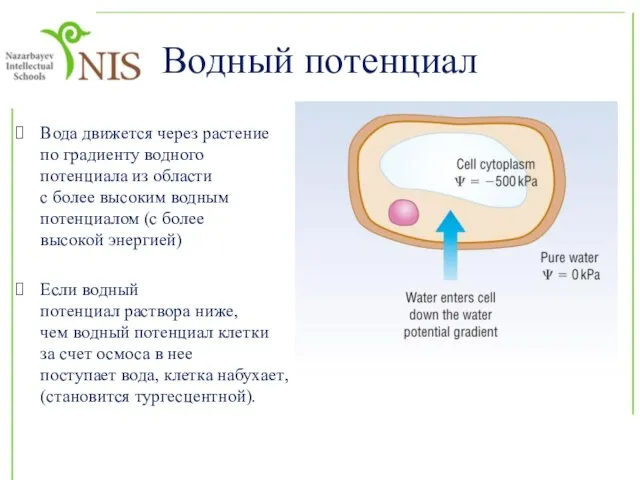 Водный потенциал Вода движется через растение по градиенту водного потенциала из области