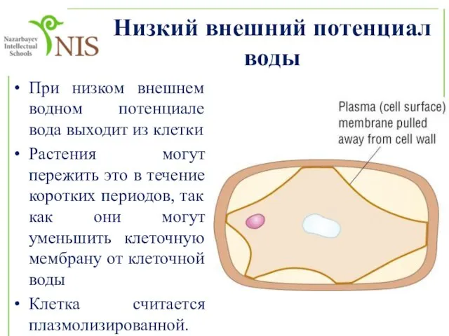 Низкий внешний потенциал воды При низком внешнем водном потенциале вода выходит из