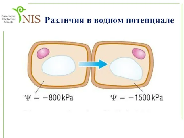 Различия в водном потенциале