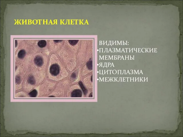 ЖИВОТНАЯ КЛЕТКА ВИДИМЫ: ПЛАЗМАТИЧЕСКИЕ МЕМБРАНЫ ЯДРА ЦИТОПЛАЗМА МЕЖКЛЕТНИКИ