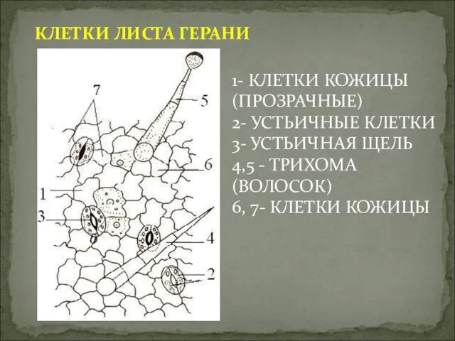 КЛЕТКИ ЛИСТА ГЕРАНИ 1- КЛЕТКИ КОЖИЦЫ (ПРОЗРАЧНЫЕ) 2- УСТЬИЧНЫЕ КЛЕТКИ 3- УСТЬИЧНАЯ