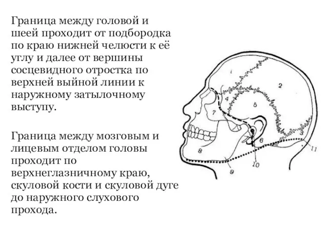 Граница между головой и шеей проходит от подбородка по краю нижней челюсти