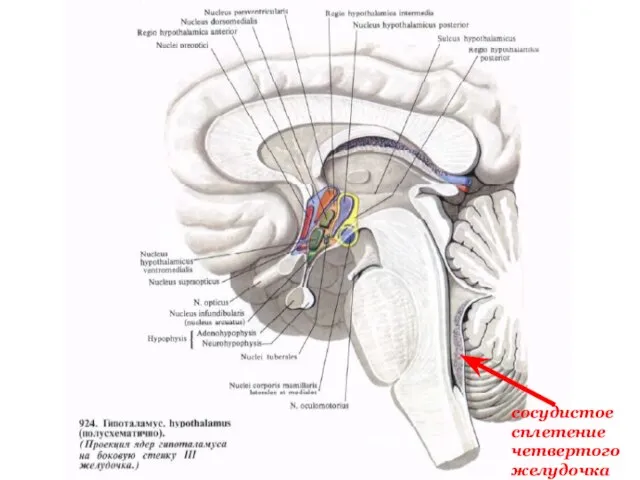 сосудистое сплетение четвертого желудочка