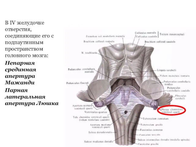 В IV желудочке отверстия, соединяющие его с подпаутинным пространством головного мозга: Непарная