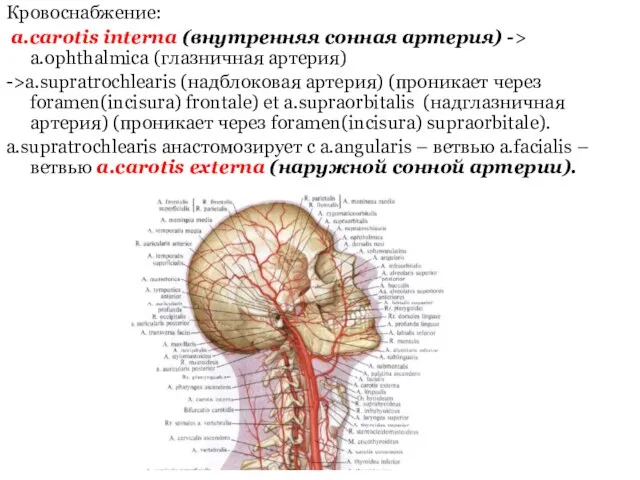 Кровоснабжение: a.carotis interna (внутренняя сонная артерия) -> a.ophthalmica (глазничная артерия) ->a.supratrochlearis (надблоковая