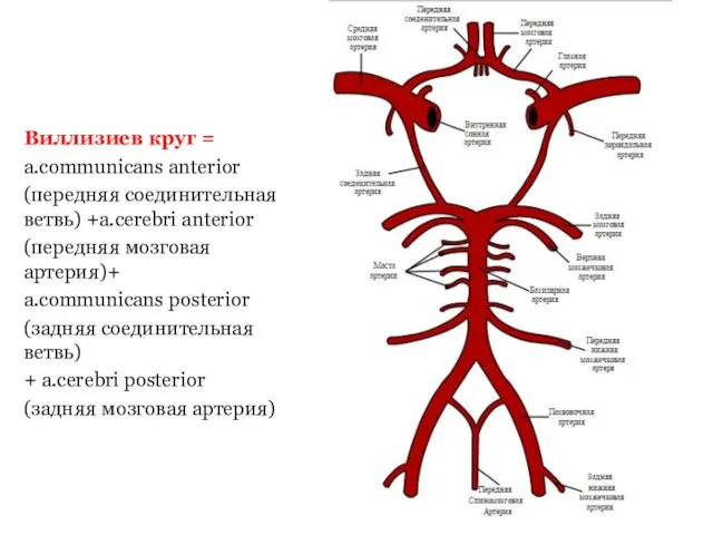 Виллизиев круг = a.communicans anterior (передняя соединительная ветвь) +a.cerebri anterior (передняя мозговая